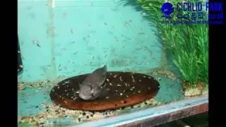 Huge spawning of Vieja Synspilum @ Cichlid Park