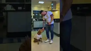 Pitbull and owner wearing too many #clothes
