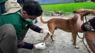 Pengambilan Sampel Darah di Vena Saphena Magna Pada Anjing (Kerinci, Jambi) / Vein Blood Draw On Dog