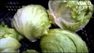 Iceberg - AgroEgypt - March 2016