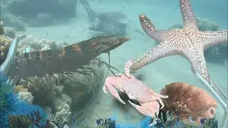 Night Diving Seafood - Catching Lobster, Crab, Flash Shrimp, And Eel97