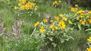 Yellow Flowers everywhere.    Arrowleaf Balsamroot