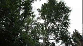 Warbling Vireo song, Besant campground June 19/18 SK