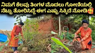ನಿಮಗೆ ಕೆಲವು ತಿಂಗಳ ಮೊದಲು ಗೋಣಿಯಲ್ಲಿ ನೆಟ್ಟು ತೋರಿಸಿದ್ದೆ-ಈಗ ಎಷ್ಟು ಸಿಕ್ಕಿದೆ ನೋಡಿ🥰|Kannada Recipe 