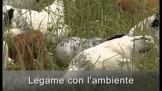 La gallina ovaiola italiana (Vita in Campagna)
