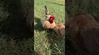 Micro Kikiriki Chickens Lot#2100
