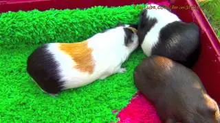 Guinea Pig Mating Attack with Loud Noises