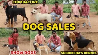 DOG For Sales🐶|Delivery Available| Puppy's Price List|Kennel in Tamilnadu|coimbatore ep -1 SE  VLOGS