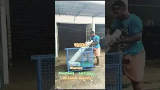 dog cage making #keralahitechfarming #shortvideo #viralvideo #