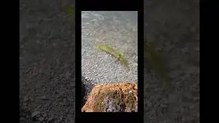 Yikes a eel! #eelvideos #fishing #swflfishing