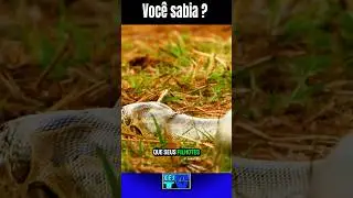LEOAS UNIDAS PROTEGEM FILHOTES E AFASTAM P&Iacute;TON PERIGOSA