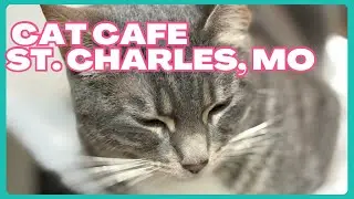 THE MISTAKE I MADE VISITING A CAT CAF&Eacute; IN THE USA | St. Charles, MO Vlog #3