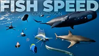 Fish Speed Comparison in 3D | Speed Comparison 3D | 3D Comparison | 3D Animation