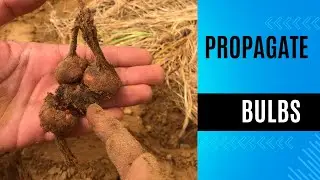 Propagation of saffron bulbs!