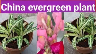 China evergreen plant/low light indoor beauty/how to grow healthy China evergreen plant at home