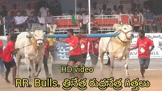 Rentachintala SUB juniors..5🏆విజేత..RR Bulls.D. రోహన్ బాబు గారు హైదరాబాద్ వారి గిత్తలు 3008.09 