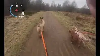 Harvey - Canicross, TRAILDOG Keilder