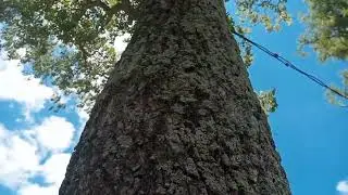 Lapacho Formose&ntilde;o