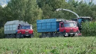 Siláže kukurice počas slnečného dňa (2025) | Claas, Tatra, Case IH