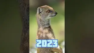2023 meerkat vs 5000bce meerkat🤗😘🥰❤️ #viral #trending #youtubeshorts
