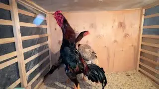 МАНА УША ШАЛПАНГ ХУРОЗНИ ЭГАСИ ТУЛАК ХУРОЗНИ СУРАГАН ПАРВОЗЛАР УЧУН МАХСУС ВИДЕО НАМАНГАН 
