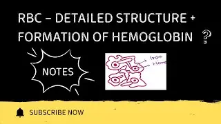 RBC: Structure & Hemoglobin Formation Explained | HAP-1 | Semester | B.Pharmacy 1st year