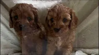Cavapoo Fun! 