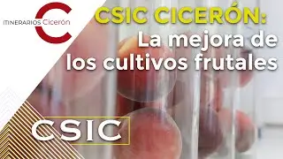 CSIC Cicerón. La mejora de cultivos frutales