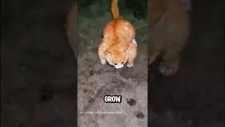 Genetic Mutations Making Animals Super Buff