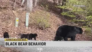 Summer Weather Week: Black bear behavior