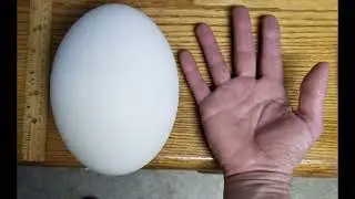 health benefits of ostrich eggs