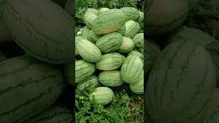 WATER MILON WHITE (KRISHNA) #premiumfruit #fruit #healthyliving #watermelon
