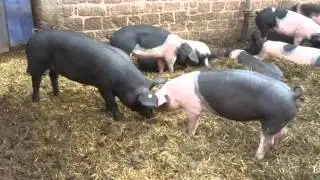 B&auml;renbrunnerhof bei Schindhard im Dahner Felsenland Germany Teil 3/3
