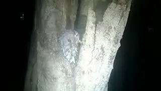 2025-10-11 Owl フクロウ 巣穴 広島県 呉市 広
