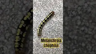 Lagarta coloridinha - Melanchroia chephise #mariposa #lepidoptera #nature #lagarta #caterpillar