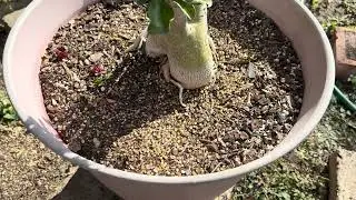 Vamos a darle un poco de sol 