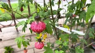 How I Rooted My CHINESE LANTERN Plant