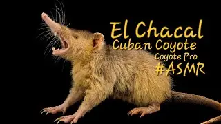 El Chacal - Coyote Pro in Cuba - #asmr 