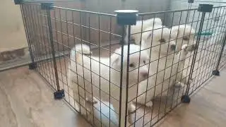 Pom puppies#Hyderabad Dog Hub#love pets#fallows#