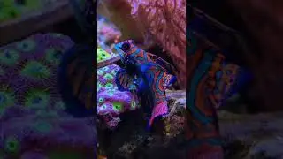One of the most exquisite fish, the Mandarin Dragonet 🐉#arimbyralefsaiosacuaoino#meerseaquaum#res