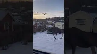 Elgen trasker over hagene i Solvang kolonihager
