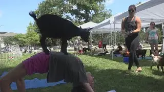 How goat yoga provides stress relief