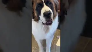 Big Dog Drool #shorts #dogshorts #funnyshorts #funnydogvideo