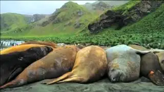 'THE PENGUIN KING' - 32nd Cambridge Film Festival (HD Trailer)