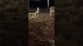 Billy graham library goat