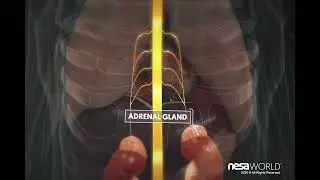 Experience the Future of Healthcare: 3D Visuals of NESA WORLD&reg; Technology