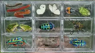 I Catching insects in the garden, I got Tadpoles, Betta fish, Tadpoles, Beetle, Frog, Millipede