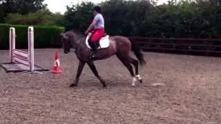 Rachel & Herman the German - rising 4 year old stallion