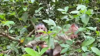 #Mila Troop Monkey! Three Baby on the tree on 27 April 2023 (001)
