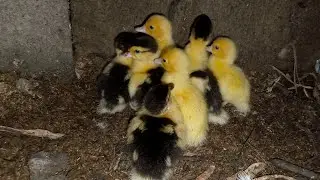 MYLEN  is live!live update of my mini farm
